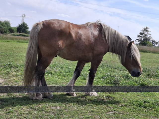 Cristal - Cheval de trait