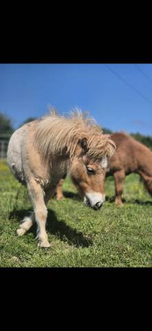 Poney shetland