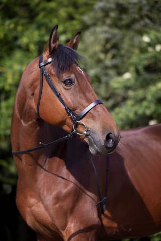 Bridon muserolle française - Riding World - Cuir de buffle
