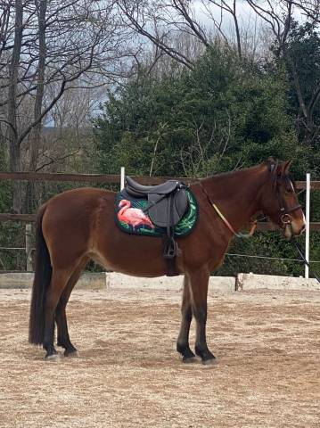 Tapis de selle original motif flamand rose