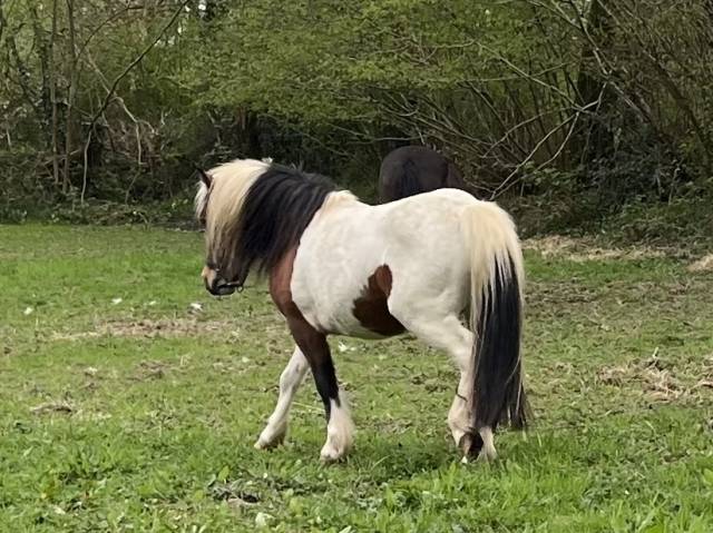 Poney entier