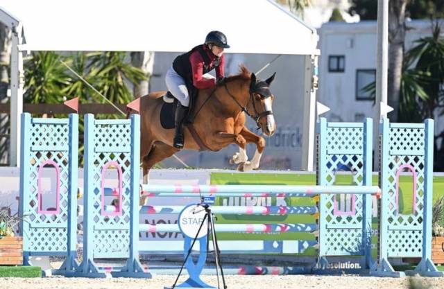 Top jument SF de 5 ans (Mylord x Diamant)