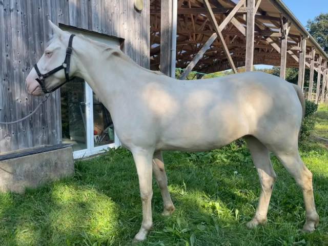 HONGRE 5 ANS,SF CLASSIQUE 4 ET 5ANS, SF P2,POTENTIEL AS