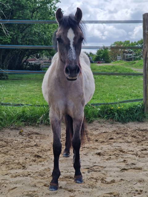 Poulain OC Quarter Horse de 2 ans castré