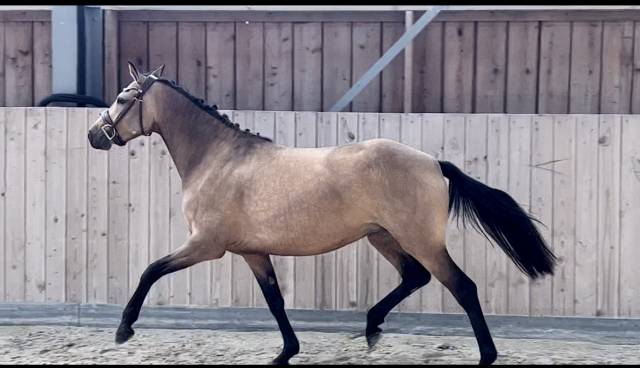 Top ponette 