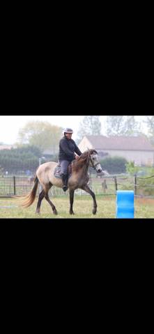 Jeune Jument (PRExPSL)
