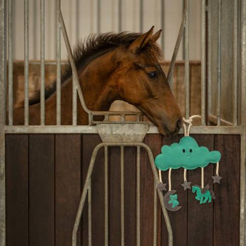 Jouet de box novy - QHP - biodégradable et durable