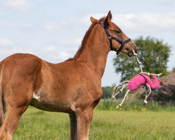 Jouet de box licorne - QHP - su&egrave;de, fibre de coco