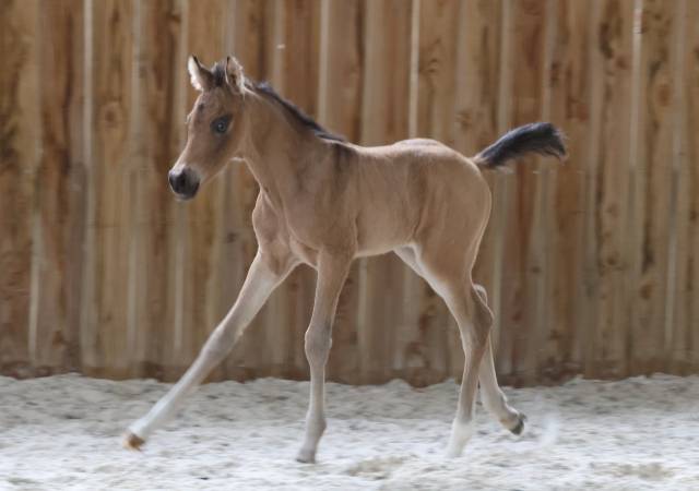 Hongre WPB isabelle de 2025