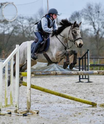 Poney de sport Connemara 