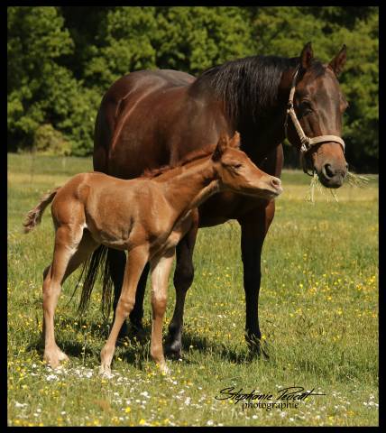 Poulinière quarter horse 
