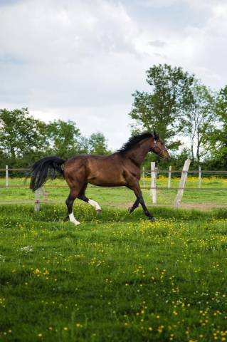 Jeune cheval  par conte bellini et une mère par canturo