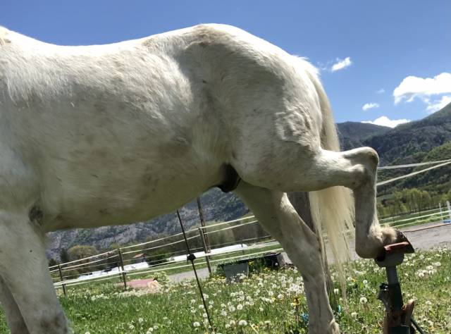 Trépied de maréchalerie 