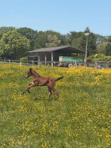 Pouliche par Balou du Reventon 