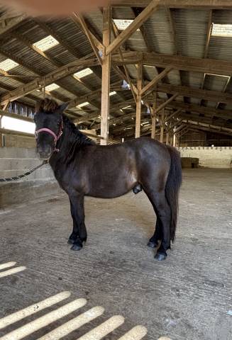 Poney shetland pp