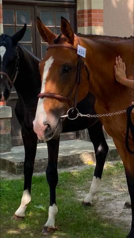 Trotteuse 