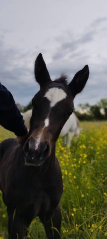 Poulain PP quarter horse