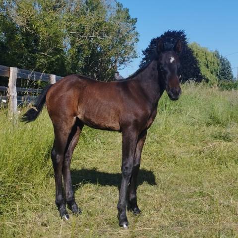 Pouliche PP quarter Horse