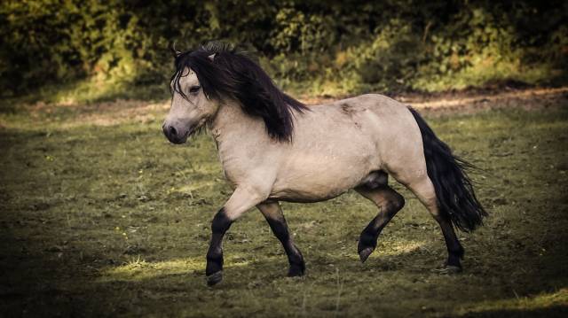 Etalon shetland grand standard 
