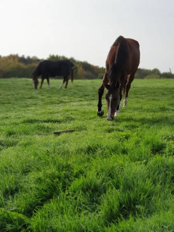 Écurie Novum - Écurie de propriétaire/ Poney Club 