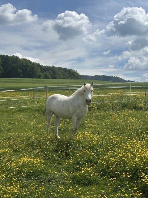 Cheval Camargue à vendre 