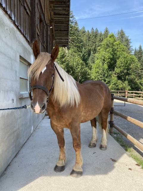 Cheval trait breton 