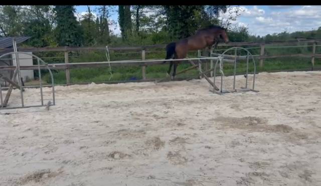 Jument zangersheide de 5 ans 