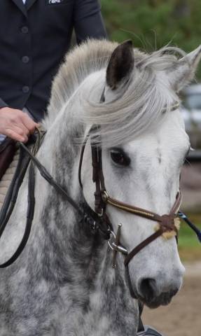 Petit cheval 9 ans 