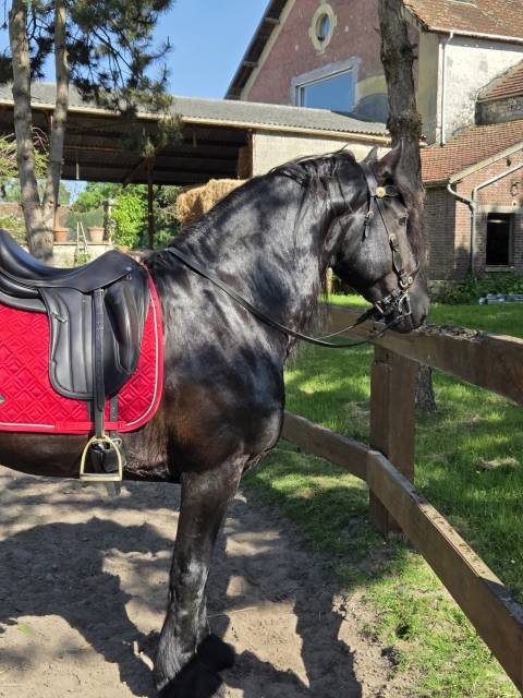 Selle dressage ÉQUIPE WIKTORIA 17,5