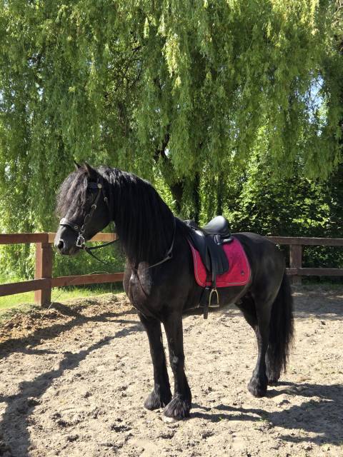 Selle dressage ÉQUIPE WIKTORIA 17,5