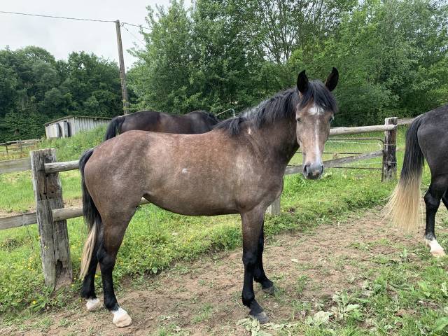 Jument 4 ans gros moyens