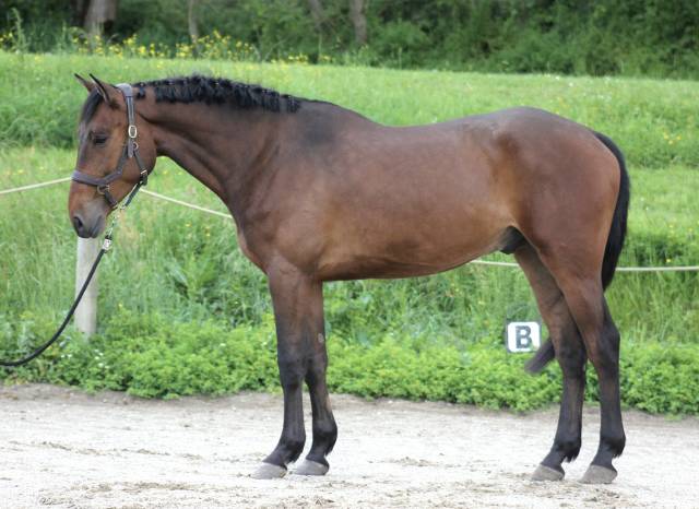 superbe hongre 4ans 