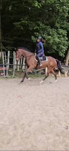Super jument 4 ans polyvalente 