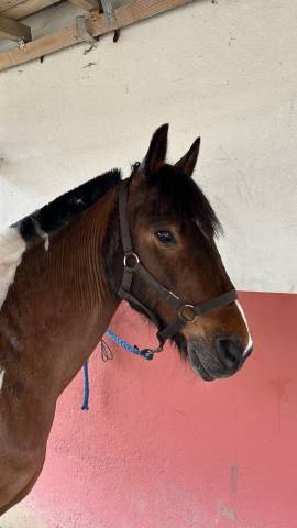 Poney plyvalent à vendre 