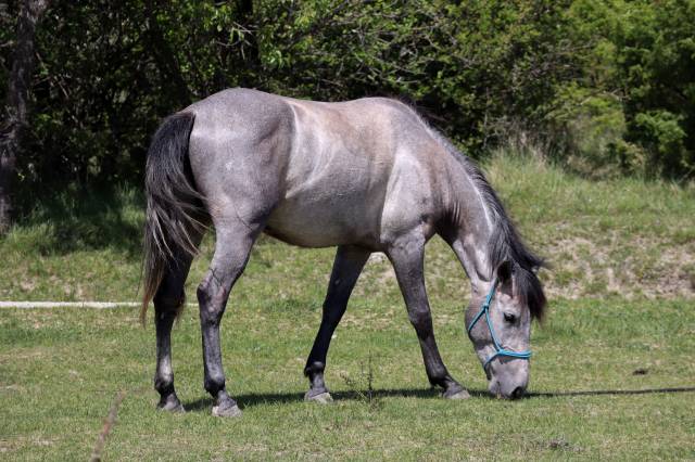 Hongre espagnol polyvalent, 3 ans