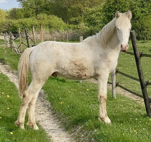 Poulain perlino lusitanien taille D