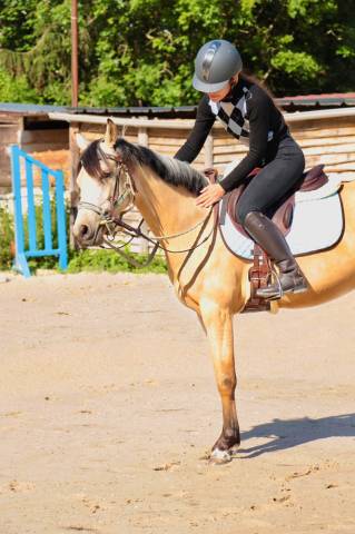 Ponette de loisir ou dressage à vendre
