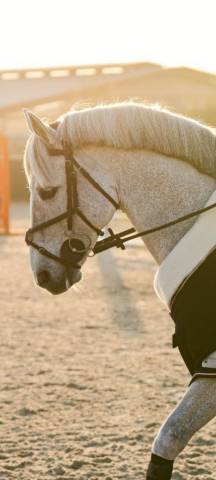 A vendre poney pour AS2/AS1