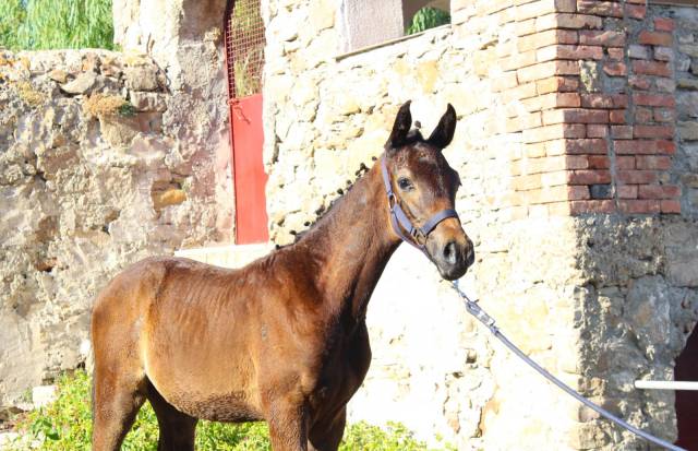 Poulain cheval de selle italien a vendre 2025 bai brun par casalito