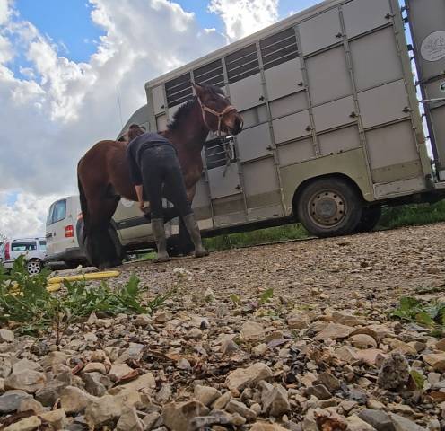 Poulain trait Ardennais PP