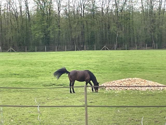 Longère idéal si vous voulez vos chevaux à la maison.