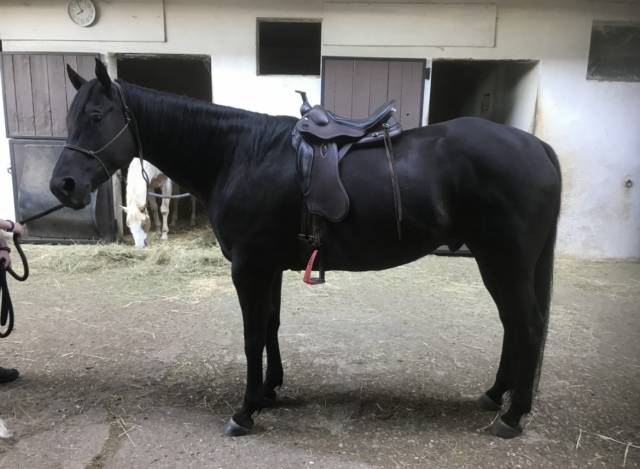 Selle atena prestige 17 pouces 