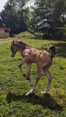 Poney Français de Selle 
