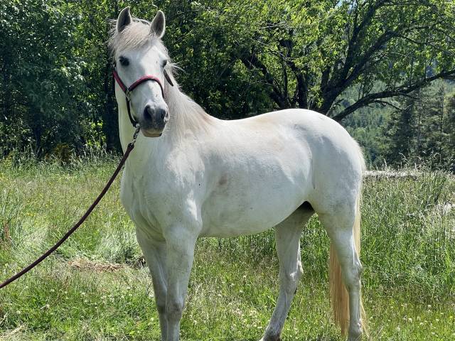 Jument Lusitanienne Plein Papier - Cheval Polyvalent