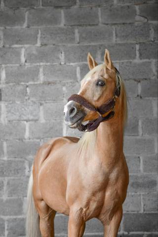 PONEY DSA 13 ANS 