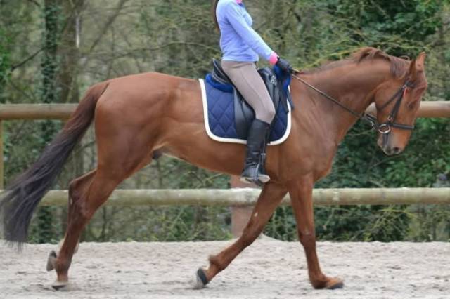 Superbe selle de dressage devoucoux