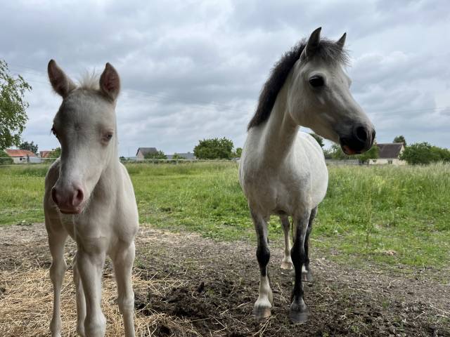 Poulinière de 8 ans pleine pour 2026 welsh mountain