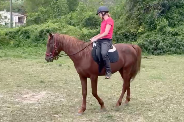 Etalon PRE Alezan 3 ans