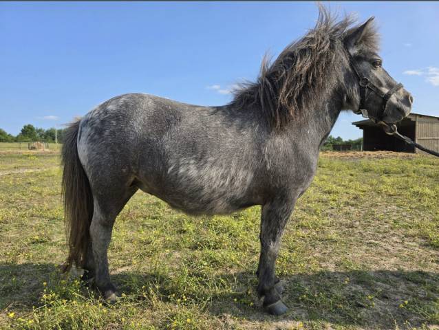 Ponette OC à vendre