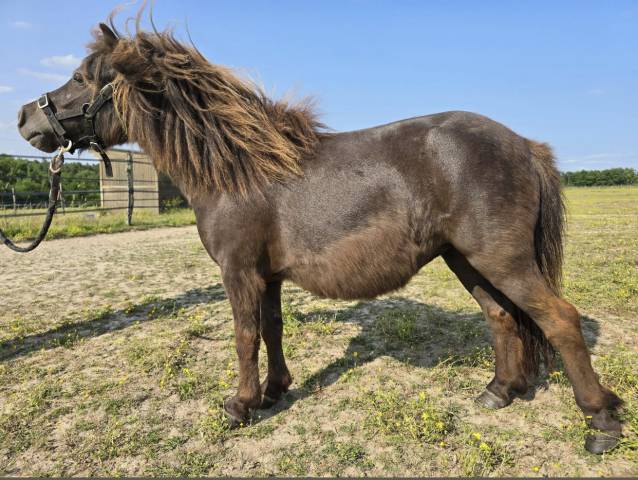 Ponette PP à vendre